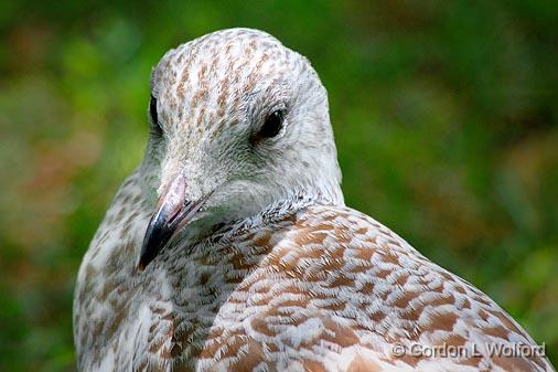 Gull Closeup_54158.jpg - Juvenile Ring-billed Gull (Larus delawarensis) photographed at Ottawa Ontario, Canada.